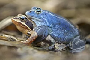 Images Dated 14th April 2013: Moor Frogs -Rana arvalis-, mating, Middle Elbe, Saxony-Anhalt, Germany