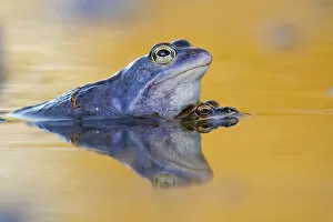 Moor Frogs -Rana arvalis-, mating, Middle Elbe, Saxony-Anhalt, Germany