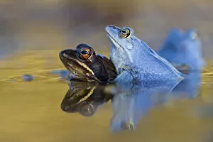 Images Dated 19th March 2012: Moor Frogs -Rana arvalis-, mating, Middle Elbe, Saxony-Anhalt, Germany