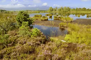 Heather Prints: Moor landscape with flowering heather