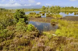 Moor landscape with flowering heather, bog on the edge of the Alps, Nicklheim, Bavaria, Germany, Europe