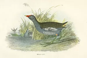 Images Dated 29th September 2017: Moorhen birds from Great Britain 1897