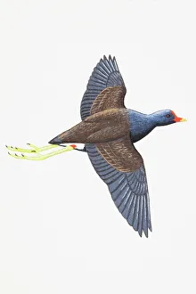 Feathers Collection: Moorhen (Gallinula chloropus), adult