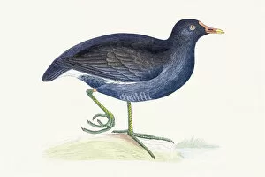 The History of British Birds by Morris Gallery: Moorhen water migratory bird