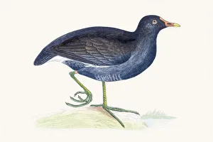 Images Dated 19th May 2016: Moorhen water migratory bird