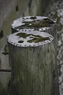Mooring posts covered with moss