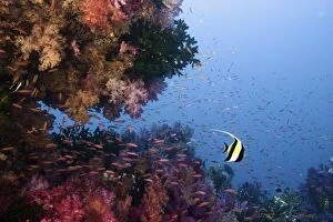 Moorish Idol (Zanclus cornutus) swimming among Multicolored Corals