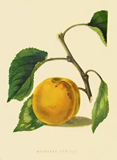 Images Dated 12th July 2016: Moorpark Apricot illustration 1874