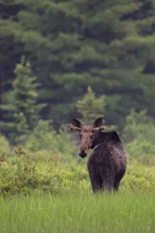 Images Dated 24th June 2014: Moose