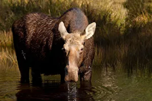 Images Dated 9th October 2013: Moose