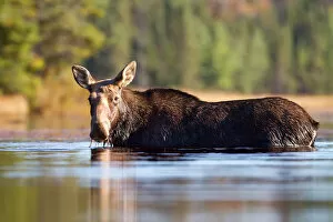 Images Dated 9th October 2013: Moose