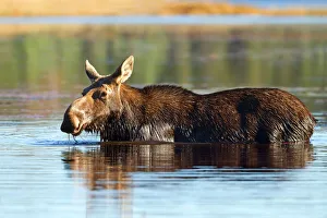Images Dated 9th October 2013: Moose