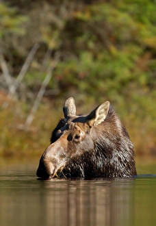 Images Dated 9th October 2013: Moose