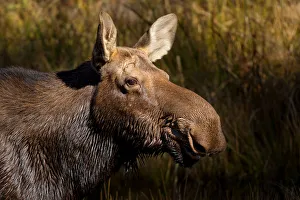 Images Dated 9th October 2013: Moose