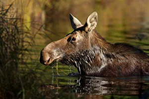 Images Dated 9th October 2013: Moose