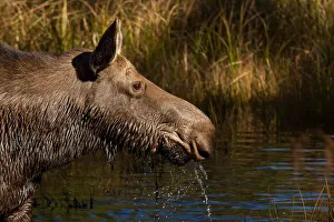 Images Dated 9th October 2013: Moose
