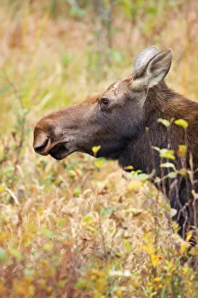 Images Dated 5th October 2013: Moose