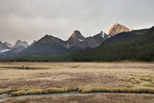 Moose (Alces Alces) Grazing At Sunset With The Mountains In The Background