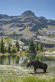 Moose (Alces Alces) in Uintah Wasatch Cache National Forest, Utah, USA