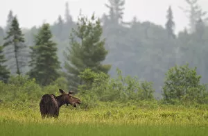 Images Dated 24th June 2014: Moose in Algonquin marsh