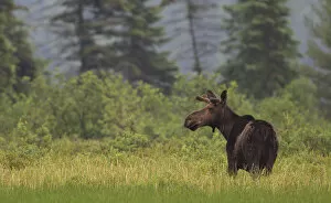 Images Dated 24th June 2014: Moose in Algonquin Park