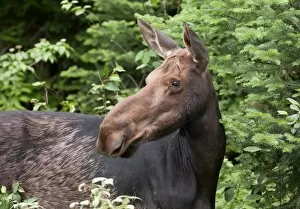 Images Dated 23rd June 2014: Moose in Algonquin Park