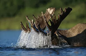 Animal Head Gallery: Moose bull (Alces alces) feeding on underwater vegetation