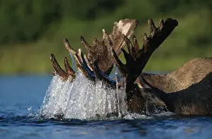 Splashing Prints: Moose bull (Alces alces) feeding on underwater vegetation
