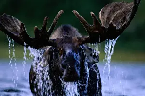 Headshot Prints: Moose bull (Alces alces) water dripping from head and antlers
