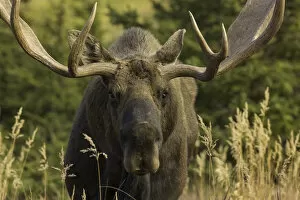 Moose bull with antlers, Chugach State Park, Alaska