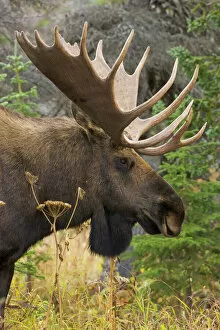 Animal Head Gallery: Moose bull, Chugach State Park, Alaska