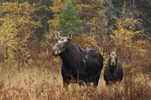 Images Dated 25th October 2014: Moose with Calf
