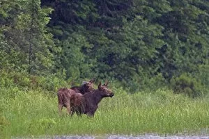 Images Dated 24th June 2014: Moose calves