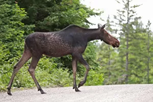 Images Dated 23rd June 2014: Moose crossing dirt road