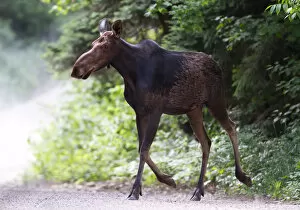 Jim Cumming Photography Gallery: Moose on dirt road in Algonquin Park