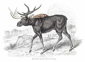Images Dated 10th May 2015: Moose engraving 1855