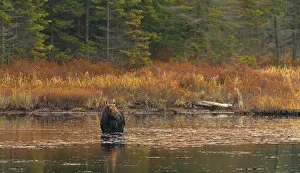 Images Dated 25th October 2014: Moose feeding in pond