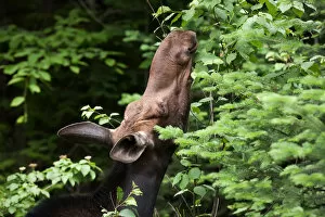 Images Dated 23rd June 2014: Moose having lunch
