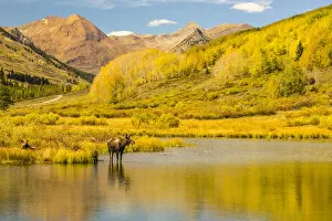 Images Dated 26th September 2017: Moose in pond, Gunnison National Forest, Colorado, USA