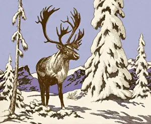 Moose in the Snow
