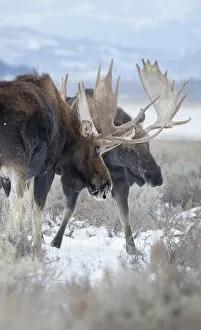 Moose Sparring
