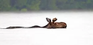 Images Dated 24th June 2014: Moose swimming