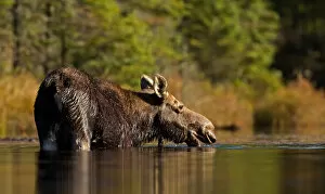 Images Dated 9th October 2013: Moose in water