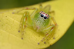 Images Dated 12th September 2012: Mopsus mormon spider