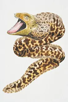 Carnivore Prints: Moray Eel, in attack position with jaws open showing sharp teeth