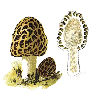 Sponge Prints: Morchella esculenta, (commonly known as common morel, morel, yellow morel, true morel