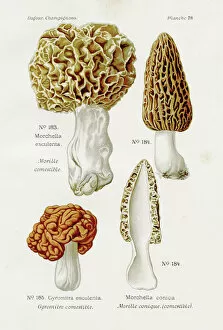 Morel mushroom 1891