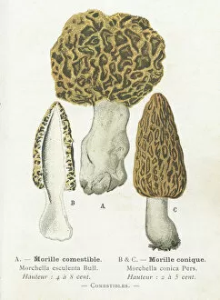 Digital Vision Vectors Gallery: Morels mushroom engraving 1895