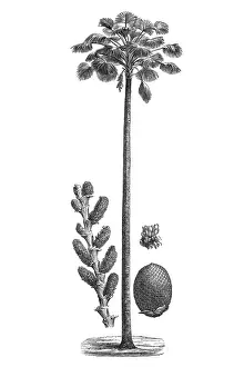 Sketch Prints: Moriche palm, buriti, muriti, canangucho or aguaje (Mauritia flexuosa)