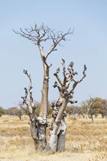Moringa -Moringa ovalifolia-, Etosha National Park, Namibia
